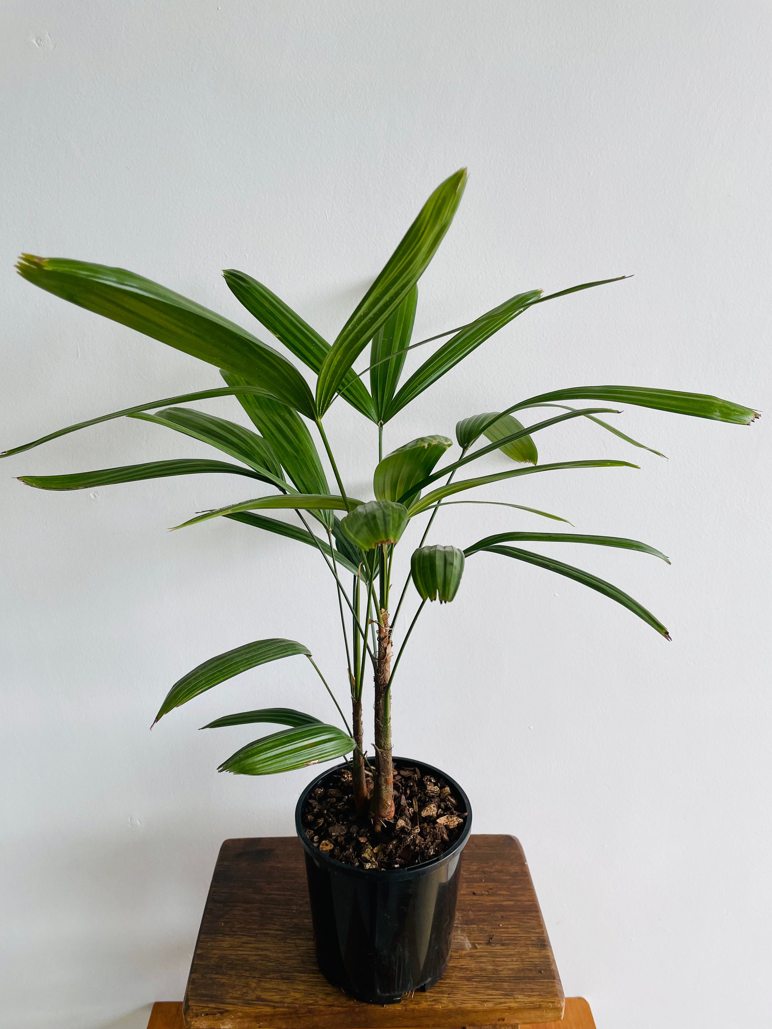 Rhapis excelsa 140mm “Lady Finger Palm” **PET SAFE PLANT Minty Greenhouse